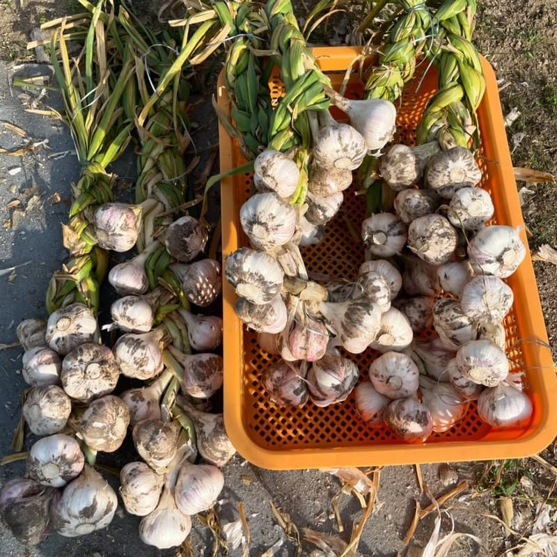 1 Pound Garlic for Planting in Fall Mix Random Softneck Hardneck, 8 Assorted Garlic Bulbs for Planting, Fresh and High Yield Bulb Variety Pack, Hardy and Fast Growing