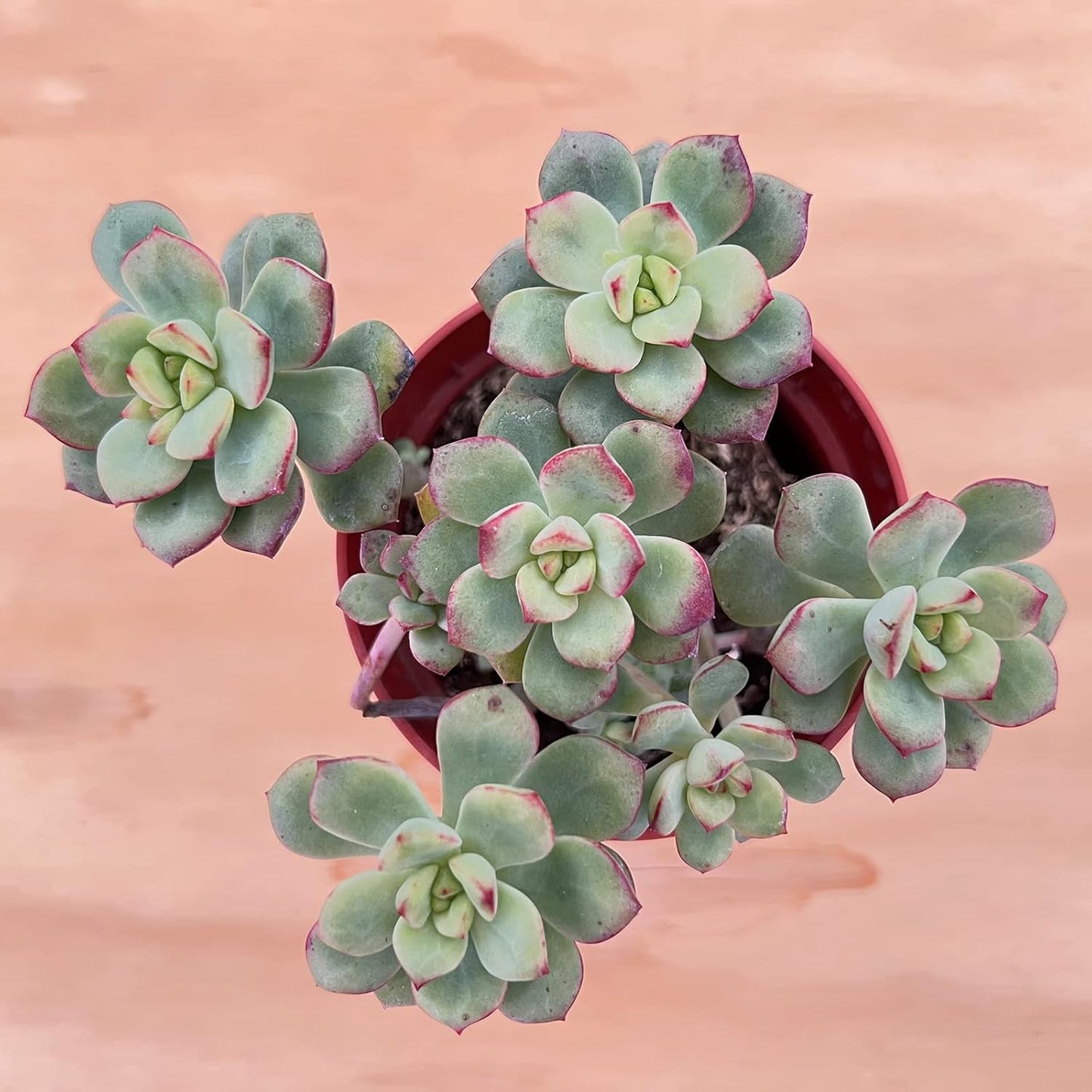 Sprout N Green Echeveria 'Tango', Live Succulent in 4in Pots with Soil, House Plant for Home Office Wedding Hanging Decoration, DIY Projects, Party Favor