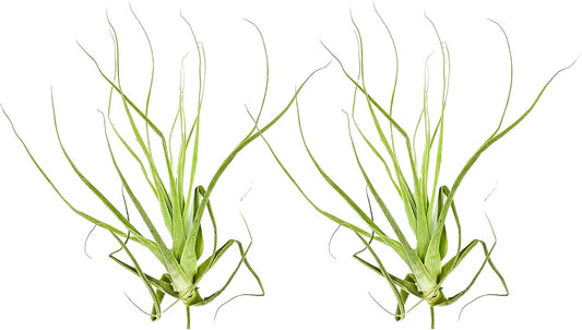 Air Plants - Tillandsia Straminea Jumbo 6-9" - 2ct - Live Arrival Guaranteed - House Plants for Home Decor & Gift