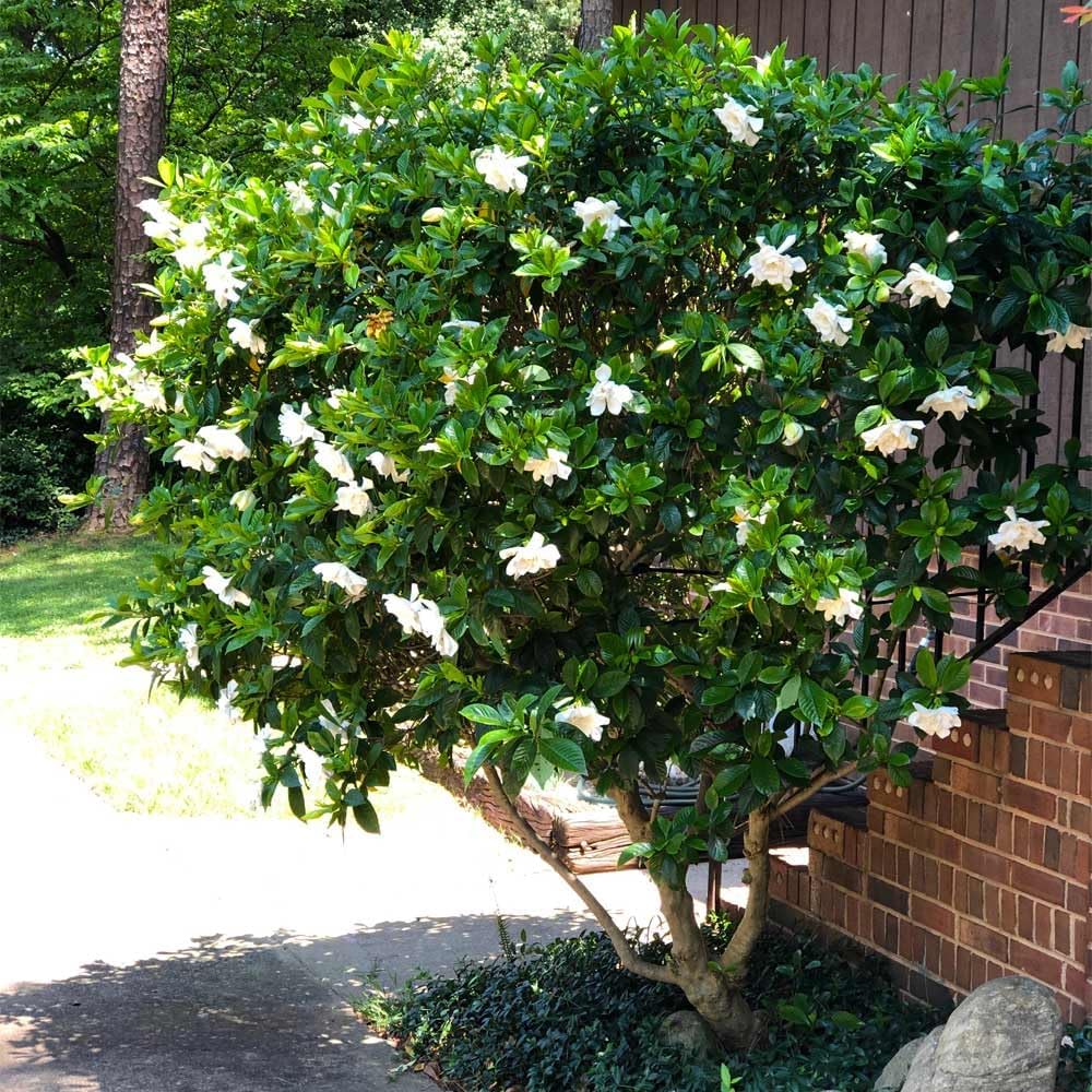 Gardenia Mystery - Gardenia Jasminoides. Hardy Evergreen Shrub with Large, Sweetly Fragrant White Flowers, Ideal for Landscaping and Container Gardening (2 Gardenia Mystery Plants in Sac)