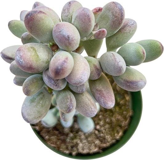 Sprout N Green Cotyledon Orbiculata cv., Rare Live Succulent Plant Fully Rooted in 4" Planter with Soil, Home Office Indoor Outdoor Wedding Decoration DIY Projects Party Favor