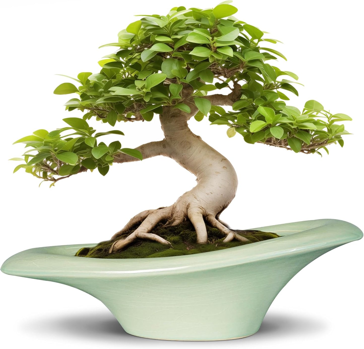 Ceramic Bonsai Pots - Large Succulent Planter 18 Inch Plant Pot Indoor Succulent Pot with Drainage Hole Outdoor Planter Bonsai Tree Pot for House Home Garden Decor Green