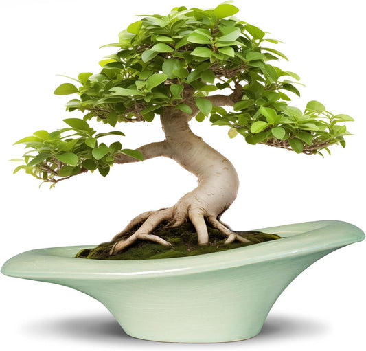 Ceramic Bonsai Pots - Large Succulent Planter 18 Inch Plant Pot Indoor Succulent Pot with Drainage Hole Outdoor Planter Bonsai Tree Pot for House Home Garden Decor Green