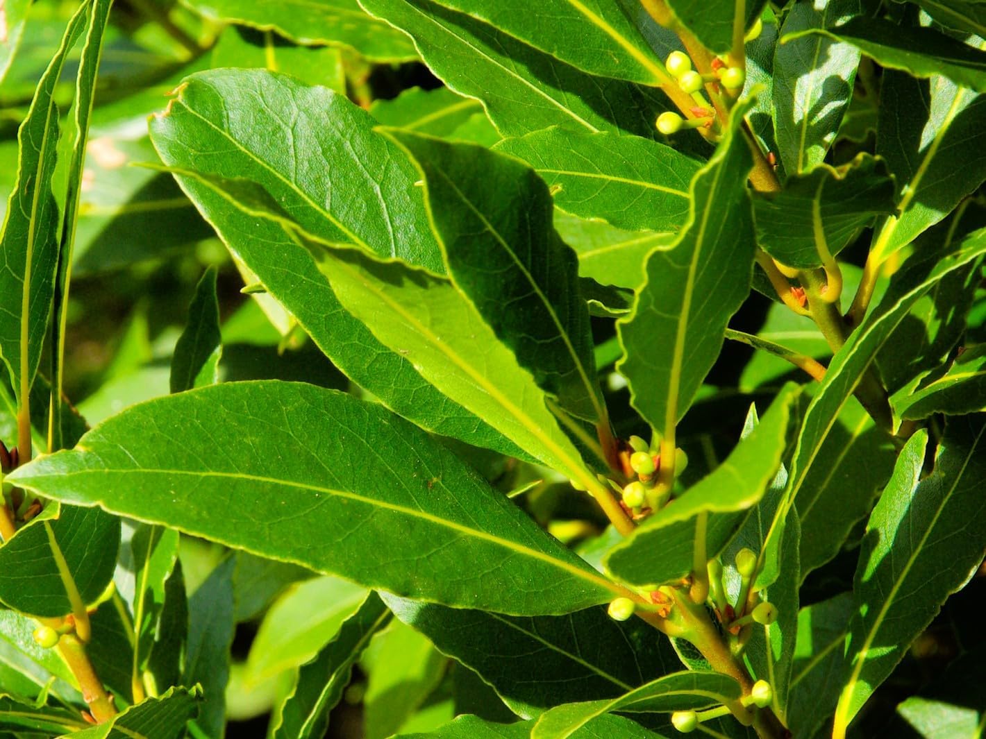 Greenwood Nursery: Live Perennial Plants - Bay Laurel Herb + Laurus Nobilis - [Qty: 5X 2.5 Pot] - (Click for Other Available Plants/Quantities)
