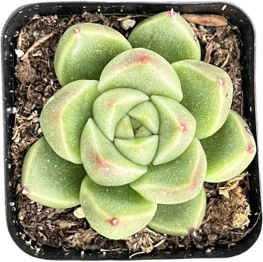 2" Rare Succulent Echeveria 'GoldQuartz', Live Succulents Plants Fully Rooted in Grower Pots, Unique Gift for Wedding Favor, Party Favor
