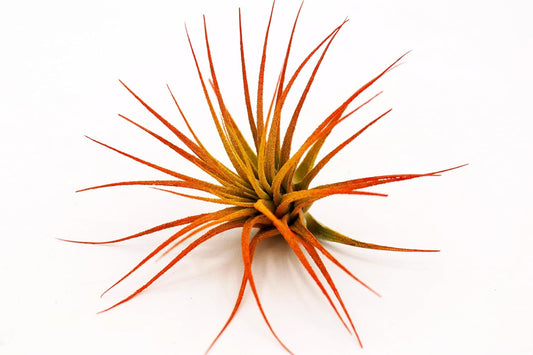 Dyed Tillandsia Ionantha Guatemala Enhanced Colored Colorful Air Plant Live Easy Care Indoor Outdoor Home Decor Gift Airplant by Awesome Industries Live Arrival Guaranteed (Sunrise)
