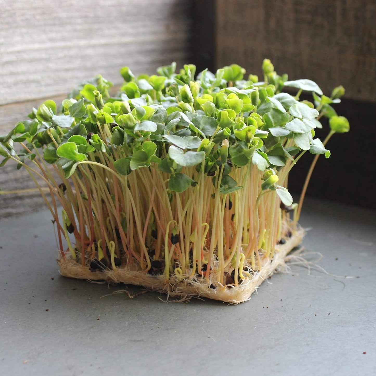 Buckwheat Seeds - 5 Lb ~60,000 Seeds - Organic, Non-GMO, Whole (Shell On) - Grow Buck Wheat Cover Crops, Microgreens, Lettuce