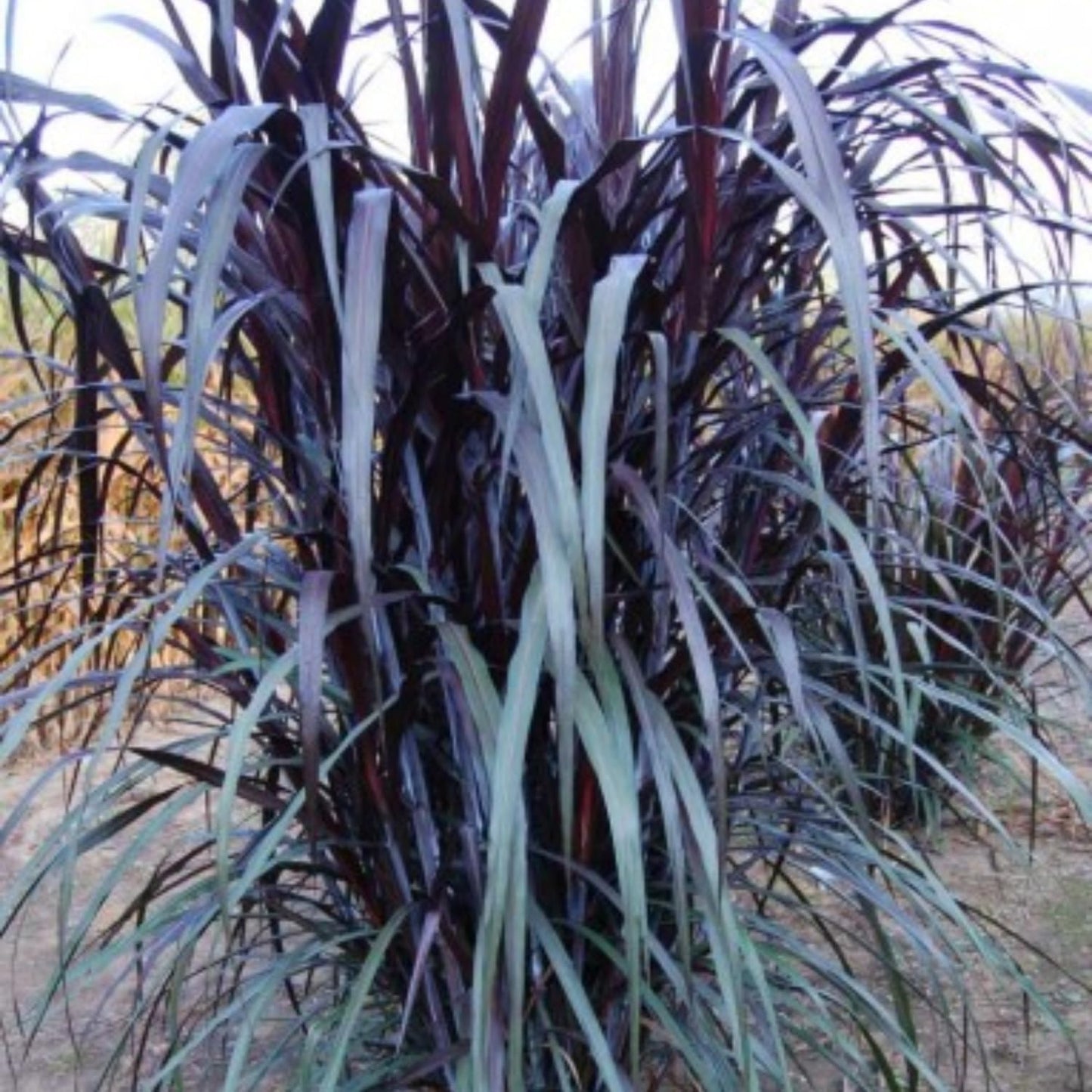 Pack 3 Fountain Grass Plants Live, 5-9 Inch Tall, Ornamental Grasses Live Plants Perennial, Well-Rooted Perennial Grass Clumps (Black Fountain Grass)