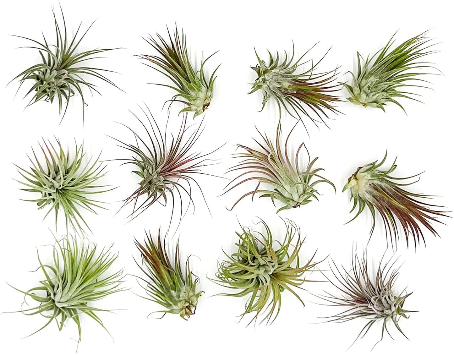 Air Plants - Tillandsia Ionantha Pack, Regular 1-3" - 12ct - Live Arrival Guaranteed - House Plants for Home Decor & Gift