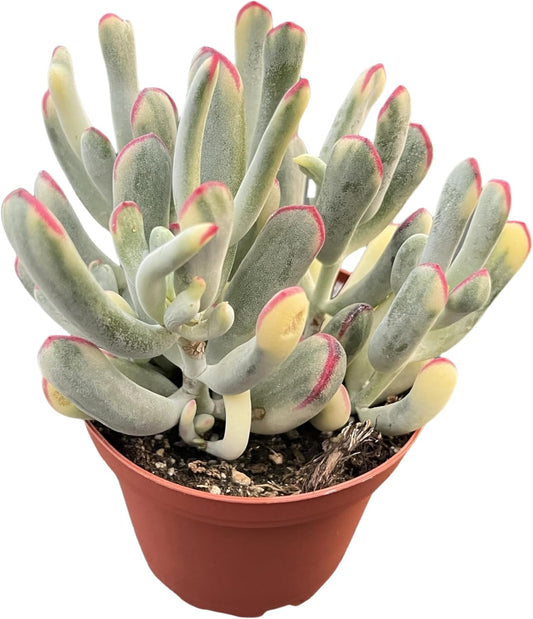 Sprout N Green Cotyledon Orbiculata cv. Long Leaf Variegated, Rare Live Succulent Plant Fully Rooted in 4" Planter with Soil, Home Office Indoor Outdoor Wedding Decoration DIY Projects Party Favor