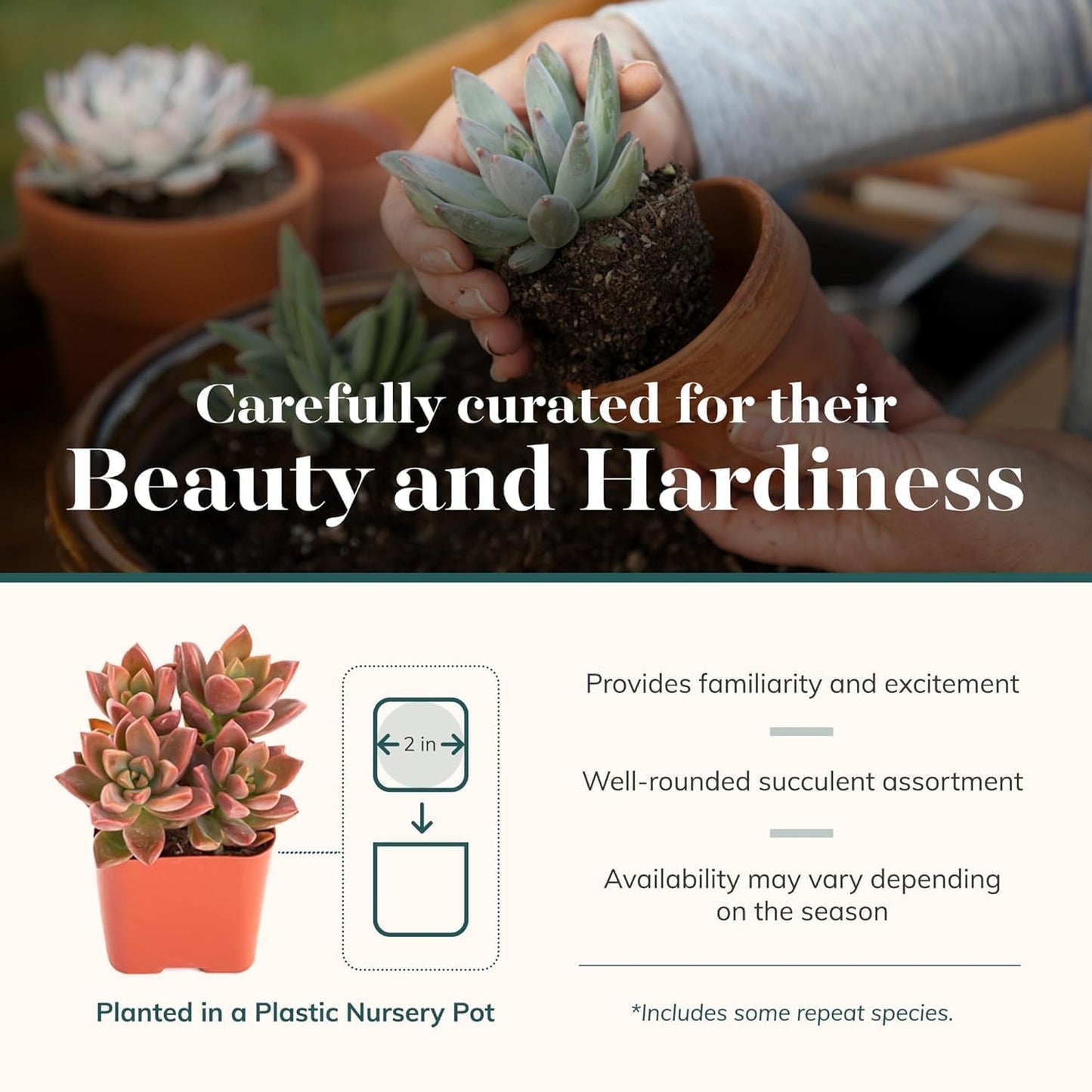 Shop Succulents Assorted Succulent Plant Pack Collection - Live Mini Succulent Plants, Low Maintenance, Mixture of Colors & Textures - Wedding and Party Favors, Gift & Garden, Pack of 256