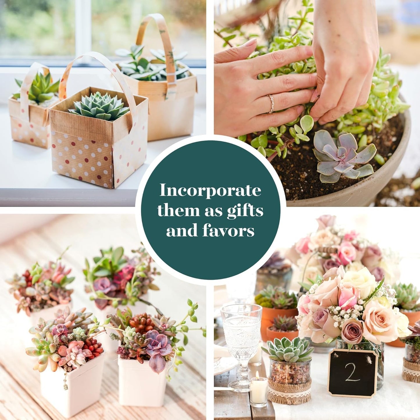 Shop Succulents Mini Succulent Plant Pack Collection - Live 2" Succulent Plants, Low Maintenance, Beautiful Colors & Textures - Wedding and Party Favors, Gift & Garden, Pack of 12