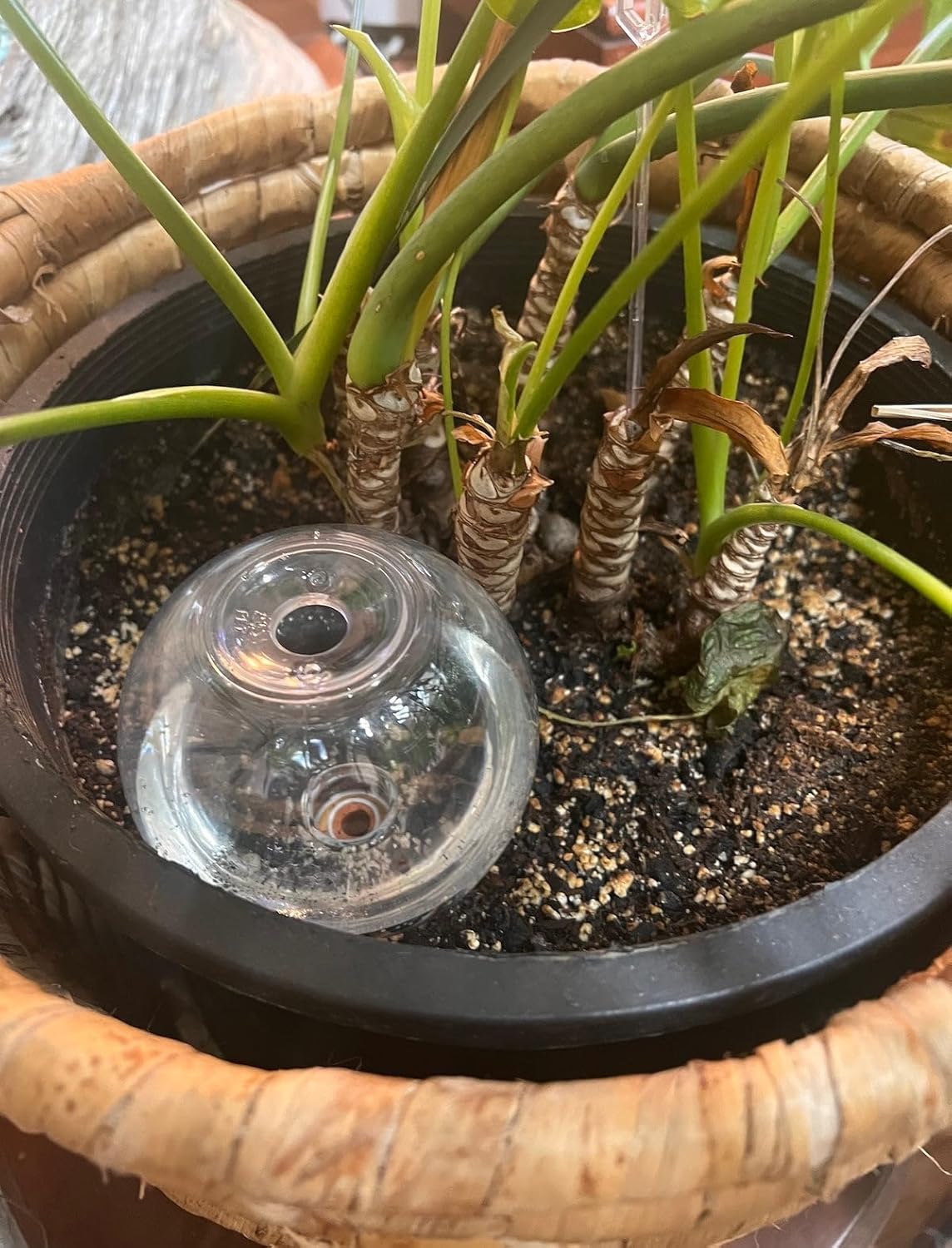 Blumat Clear Globes