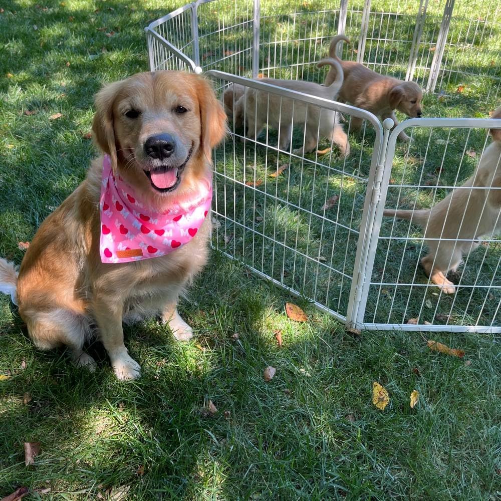 FXW Garden Fence Outdoor for The Yard – 32in(H) x 54.7ft(L) Heavy Duty Metal Animal Barrier for Dog and Rabbit, Decorative Dog Fence, 24 Panels, White