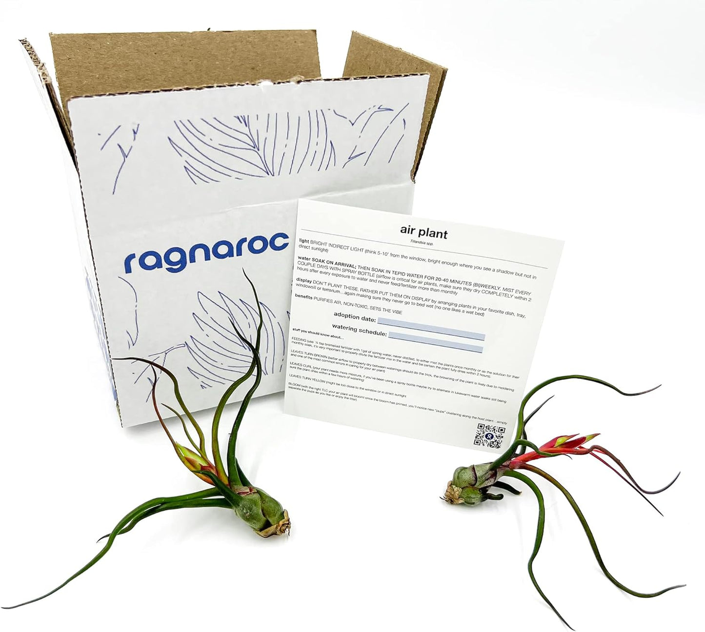 Air Plants - Flowering Tillandsia Bulbosa Guatemala, Large 3-5" - 2ct - Live Arrival Guaranteed - House Plants for Home Decor & Gift