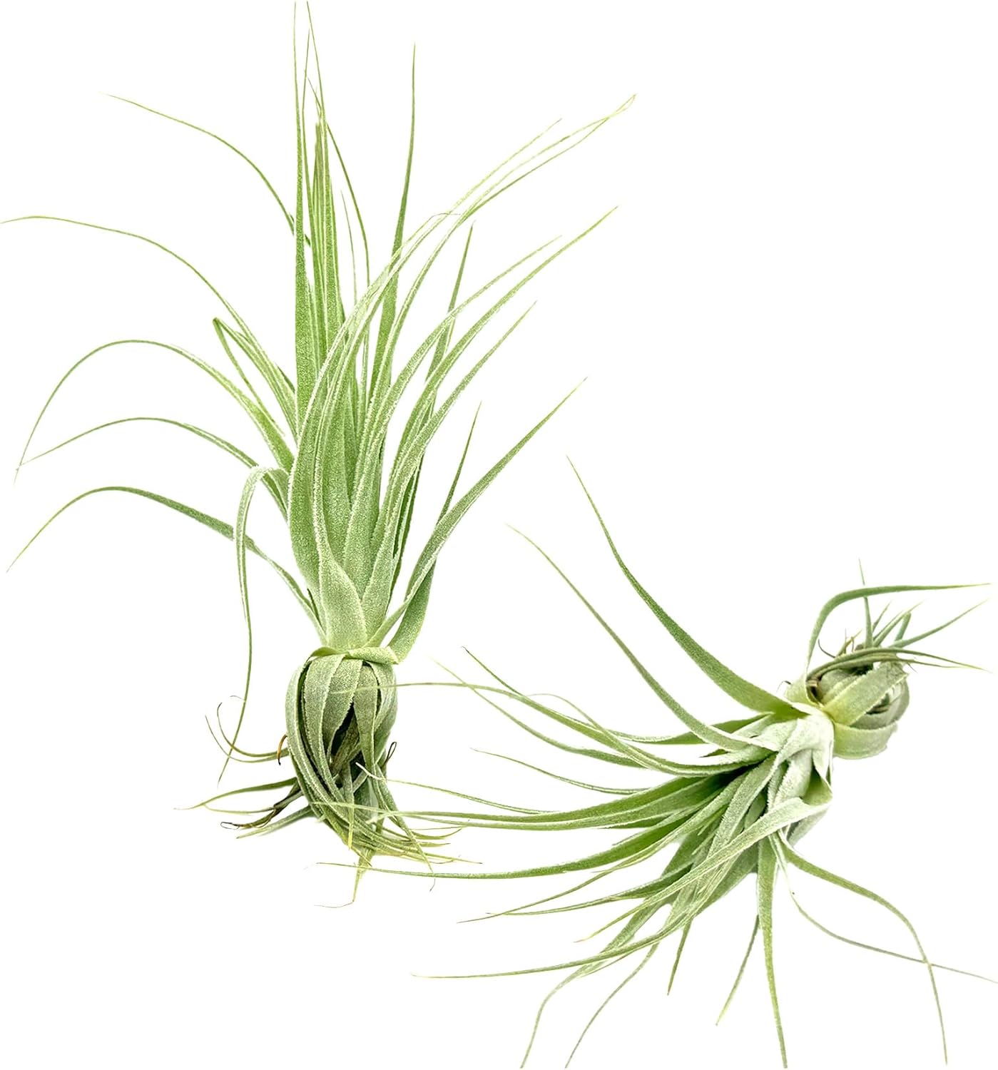 Live Air Plant - Tillandsia Gardneri 5-7” - ragnaroc Rare Collectors Indoor Tropical Plant - Live Arrival Guaranteed - House Plants for Home Decor & Gift