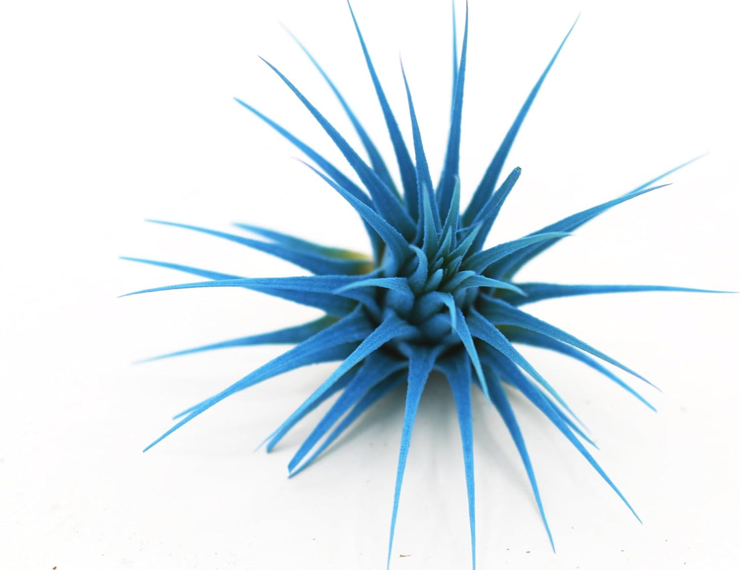 Dyed Tillandsia Ionantha Guatemala Enhanced Colored Colorful Air Plant Live Easy Care Indoor Outdoor Home Decor Gift Airplant by Awesome Industries Live Arrival Guaranteed (Light Blue)