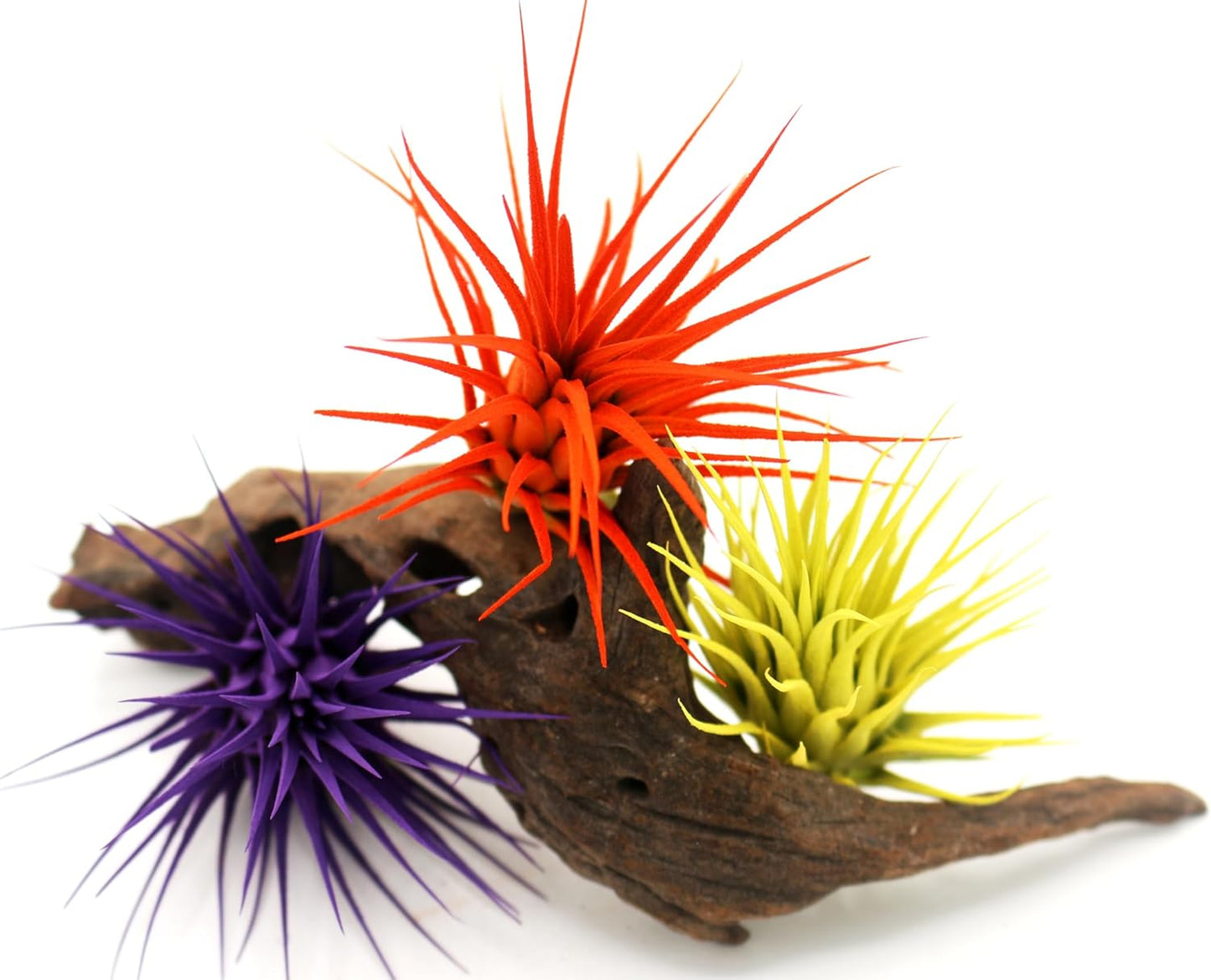 Live Extra Large Tillandsia Ionantha Guatemala Colorful Air Plant 3+ inch Enhanced Color Easy Care Indoor Outdoor Home Decor Gift Airplant by Awesome Industries (Orange XL)