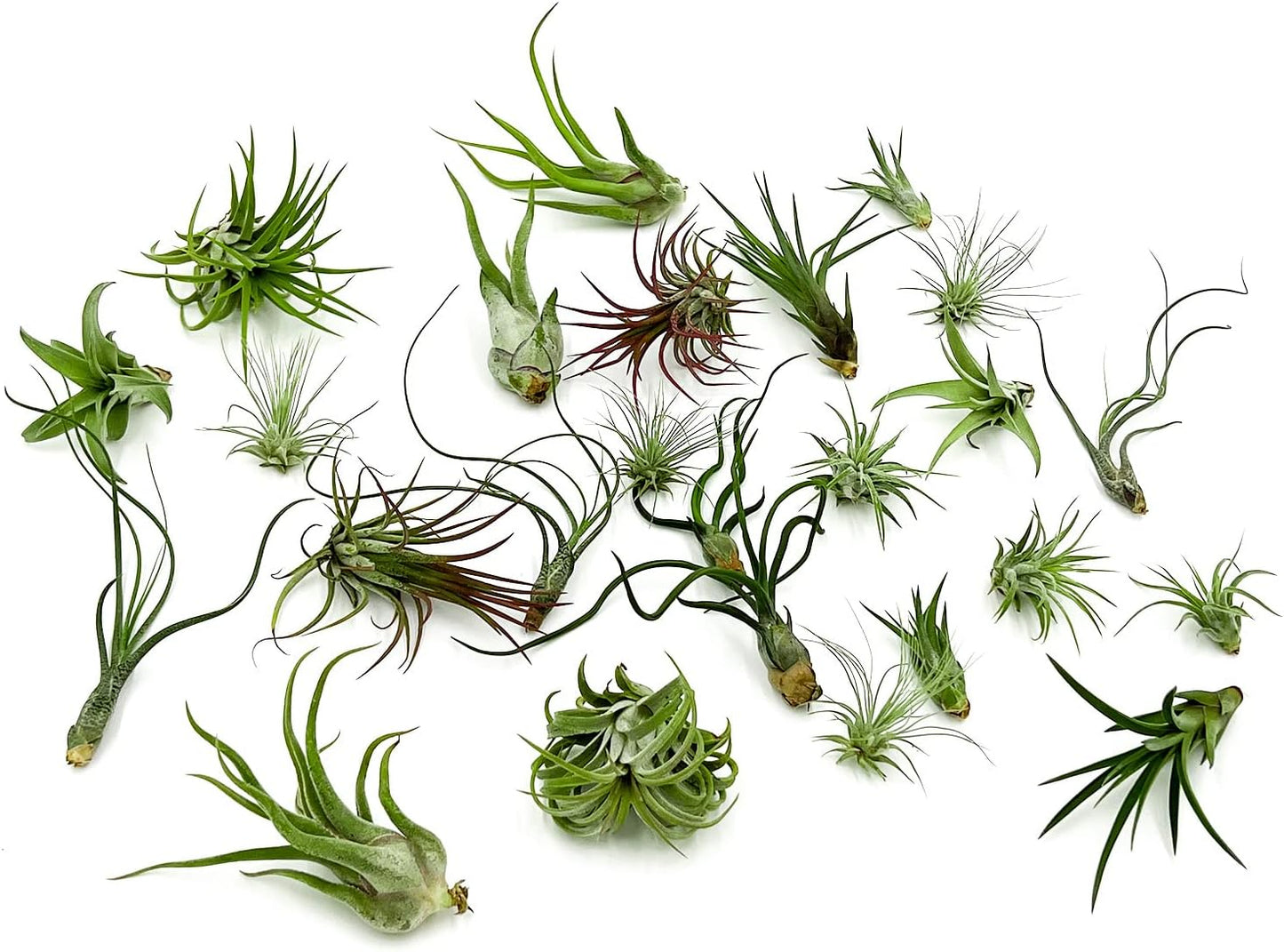Air Plants Bulk - Tillandsia Variety Wholesale Pack, Regular 1-3" - 25ct - Live Arrival Guaranteed - House Plants for Home Decor & Gift