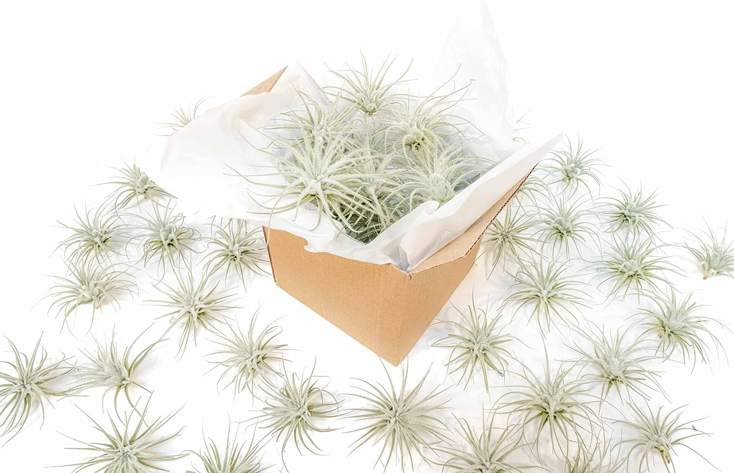 Air Plant Shop 10 Pack Rare Tectorum Ecuador Air Plants - Unique, Bright White, Nursery-Grown Tillandsia House Plant with Fuzzy Trichomes for Terrariums, Driftwood & Living Walls - Wholesale