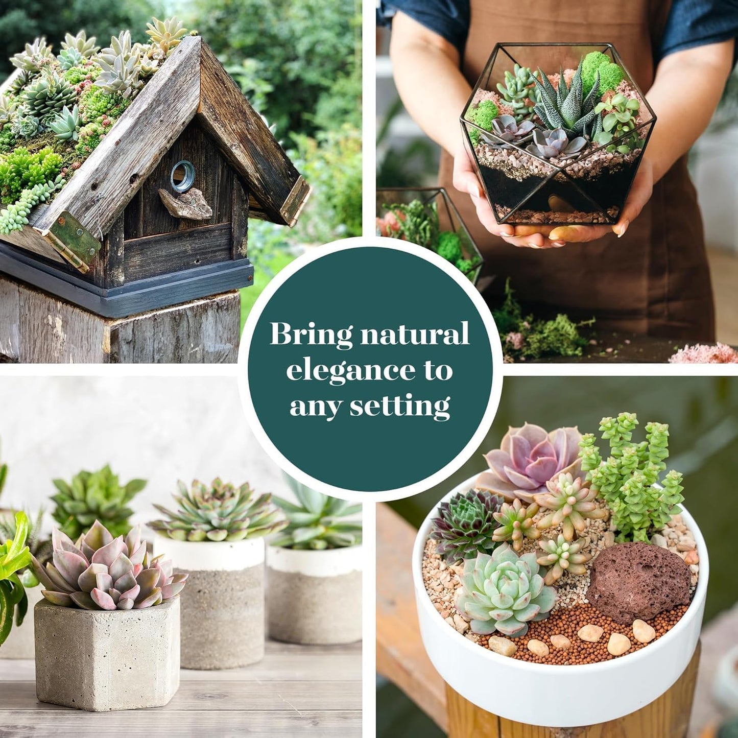 Shop Succulents Assorted Succulent Plant Pack Collection - Live Mini Succulent Plants, Low Maintenance, Mixture of Colors & Textures - Wedding and Party Favors, Gift & Garden, Pack of 12