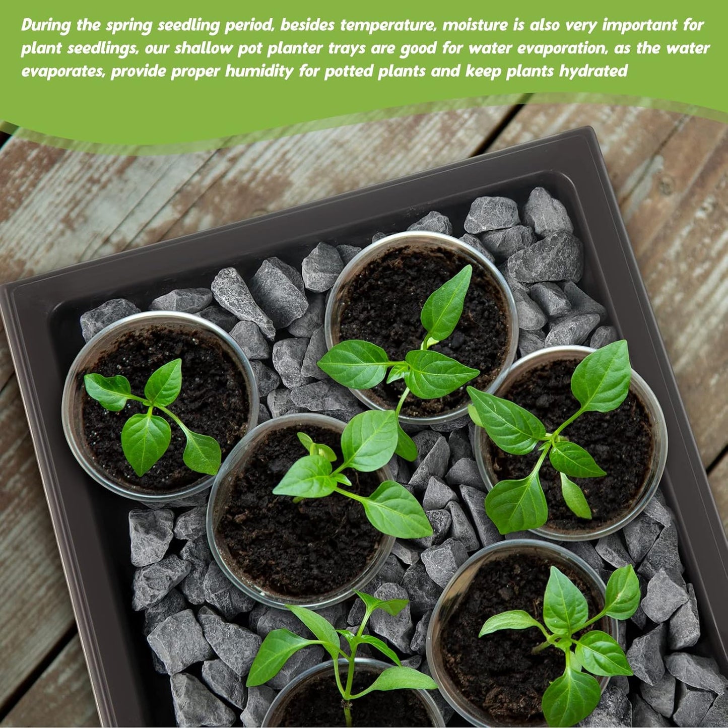 Pinkunn 6 Pcs Bonsai Humidity Tray Drip Tray Plastic Plant Water Catcher Plant Saucers for Indoors and Outdoors Cactus,Succulents,Bonsai Tree,Stone Not Included (11 x 8 Inch)