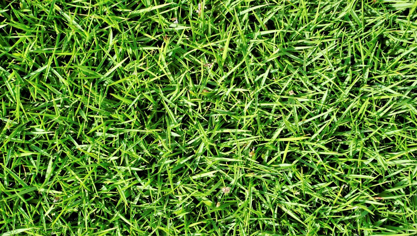 Brownie Brand Majestic Hulled Bermudagrass Seed | Premium Turf Grass for Dense, Drought-Resistant Lawns | Fast-Growing, Heat-Tolerant, Certified Seed for High-Traffic Areas. (50 Pound)