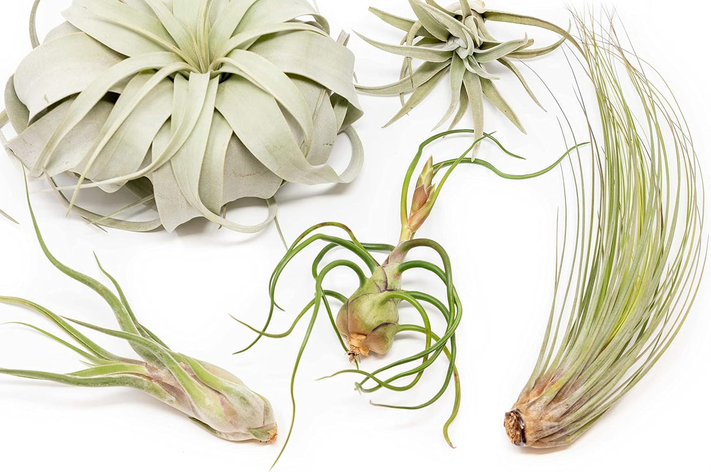 5 Pack of Large Tillandsia Air Plants - Xerographica, Juncea, Bulbosa, Caput Medusae & Harrisii- Live Succulent House Plants Availabe in Wholesale and Bulk - Easy Care Indoor and Outdoor Plant