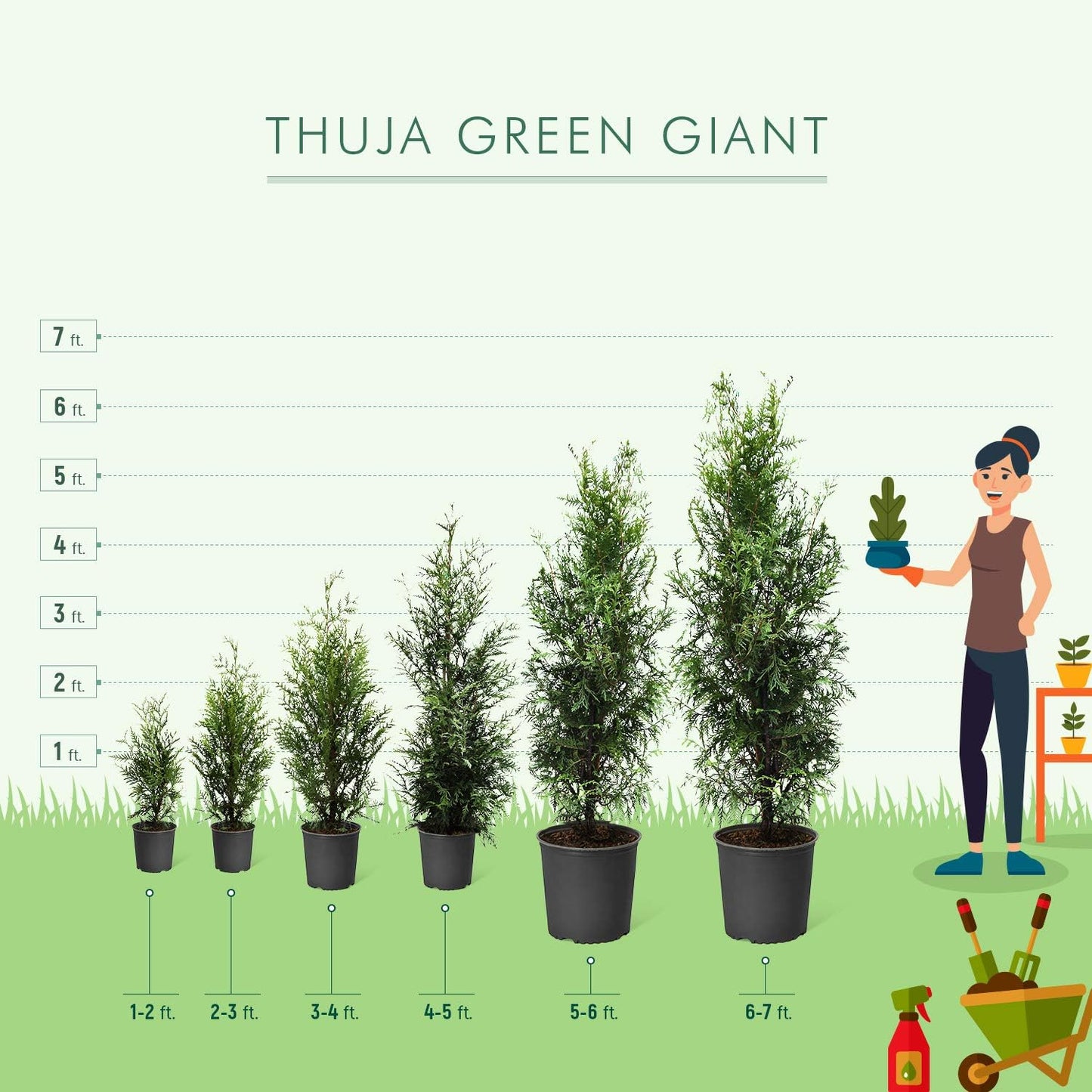 Brighter Blooms - Thuja Green Giant, 3-4 Feet - Live Plant - No Shipping to AK, AZ, HI, OR