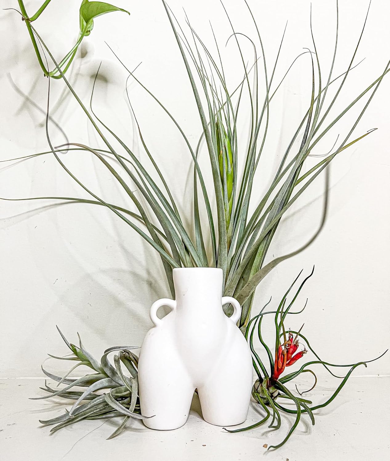 Air Plants - Elsker Gift Box - Large 4" - 5ct - Live Arrival Guaranteed - House Plants for Home Decor & Gift