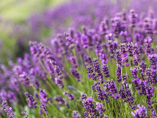 Greenwood Nursery: Live Perennial Plants - Provence Lavender + Lavandula x Intermedia - [Qty: 1x Pint Pot] - (Click for Other Available Plants/Quantities)