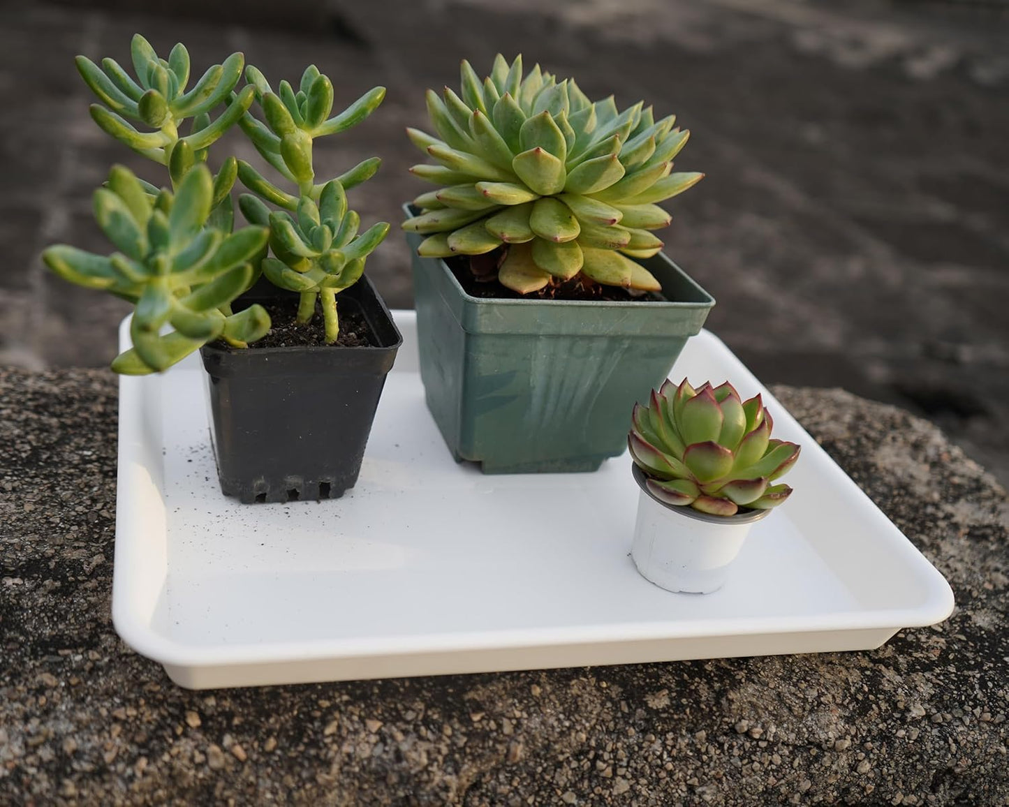 4 Pack Plant Saucer Tray Rectangular, Plant Saucers for Indoors, Heavy Sturdy Plastic Plant Drainage Trays, Plant Drip Trays for Pots, Seed Starter Growing Tray (11 x 9, Creamy White)