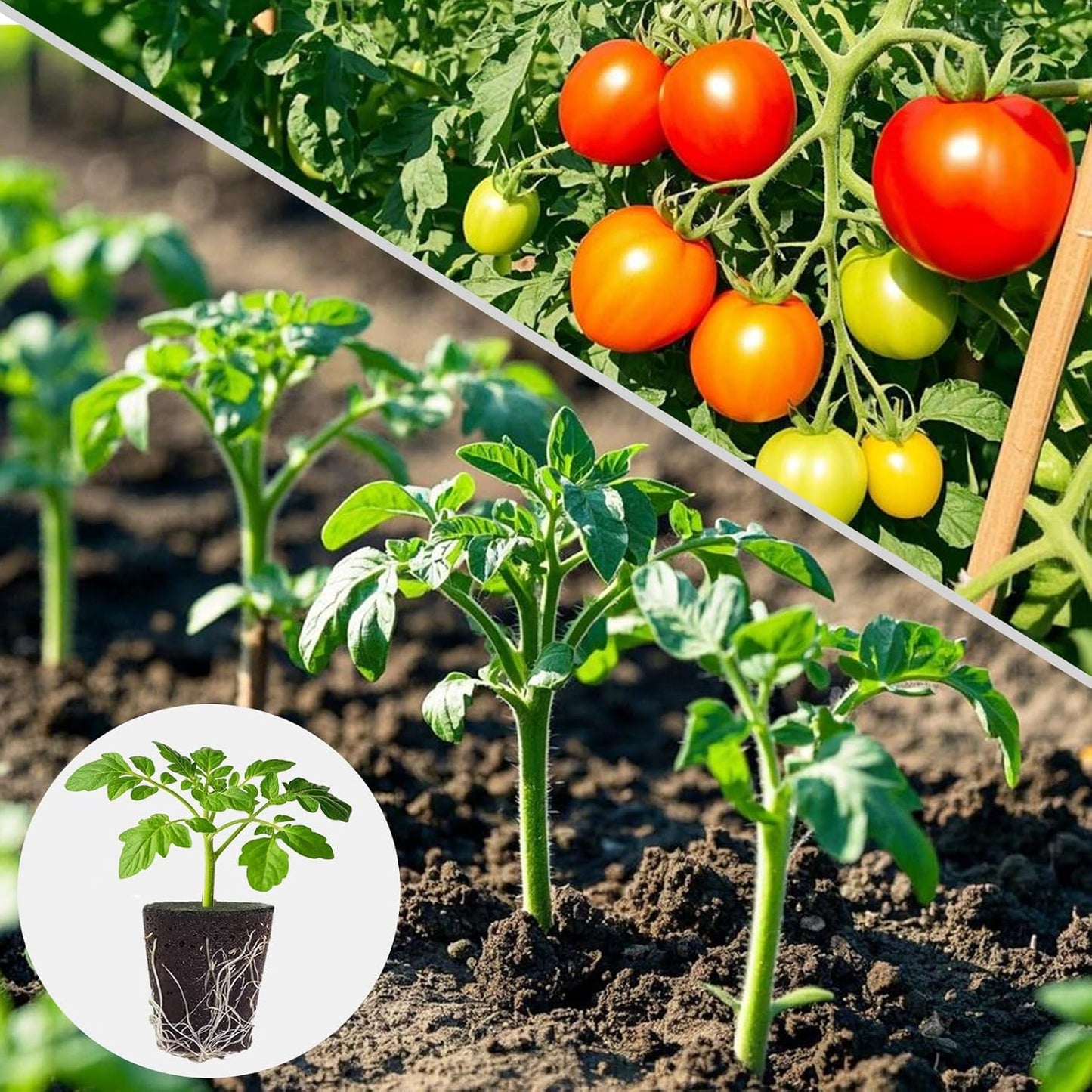 50 Pack Round hydroponic Growth Sponge, Suitable for Indoor and Outdoor hydroponic Gardens, Seed Germination, Plant Rooting, Vegetable Cultivation, Flower Arrangement