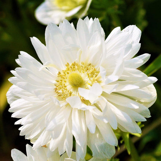 Easy to Grow Anemone Mount Everest - 20 Plant Bulbs, Double White Flowers in Spring Outdoor, Full Sun