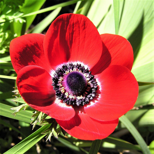Easy to Grow Anemone His Excellency - 20 Plant Bulbs, Red Flowers with Dark Centers in Spring Full Sun