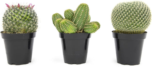 Altman Plants, Assorted Cactus Plants Live Plants (3PK), Cactus Plant Live Succulents Plants Live Cactus Decor, Indoor Plants Live House Plants in Cactus Soil, Live Cacti Plants Live Succulent Plants