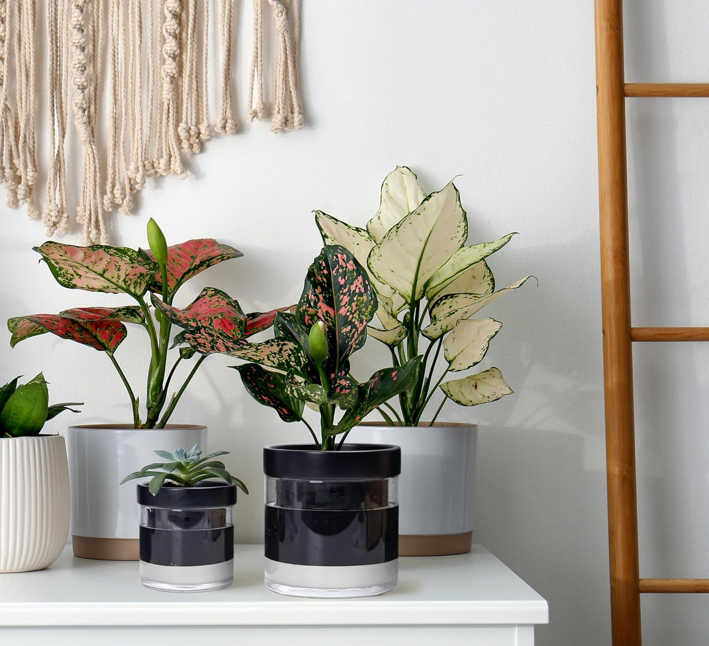 Phoenix Vine 6 Inch 4 Inch Self Watering Terracotta Planter, Black Terracotta Clay Pot with Glass Reservoir for Indoor Plants, Herbs, Flowers, 52-C-G-46