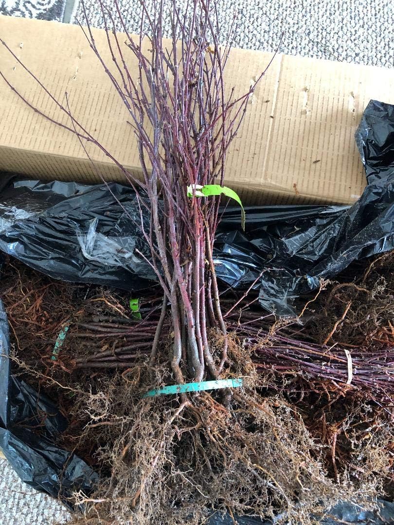 Japanese Red Maple Live Plants Shipped 1-2 Foot Tall