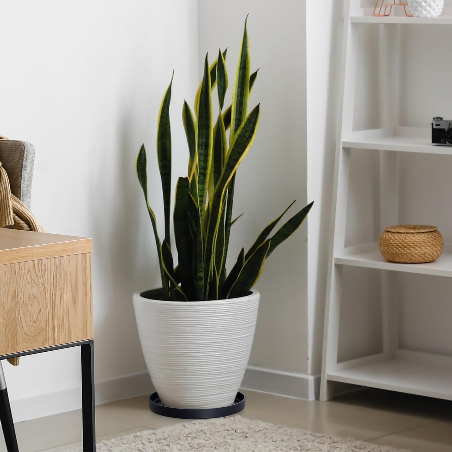 Phoenix Vine 12 Inch Plastic Plant Saucer Water Drip Tray, Heavy Sturdy Round Plant Drainage Tray for Indoors Outdoor, Matte Black, 21-TY-12B-1