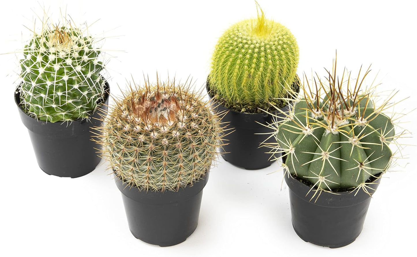 Altman Plants, Assorted Cactus Plants Live Cactus Decor (4PK), Cactus Plant Live Succulents Plants Live in Cactus Soil Potting Mix, Live Cacti Plants Live Succulent Plants Live Plants in Cactus Pot