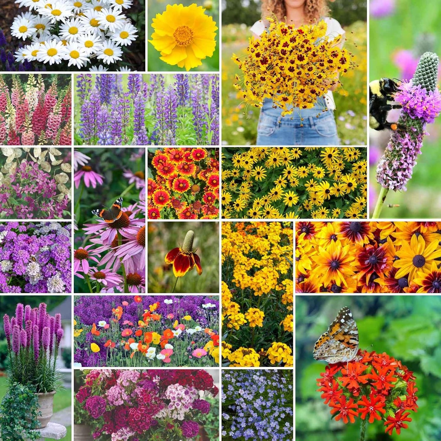 Eden Brothers All Perennial Wildflower Mixed Seeds for Planting, 10 lb, 4,800,000+ Seeds with Lupine, Shasta Daisy | Attracts Pollinators, Plant in Spring or Fall, Zones 3, 4, 5, 6, 7, 8, 9, 10