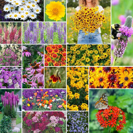 Eden Brothers All Perennial Wildflower Mixed Seeds for Planting, 5 lb, 2,400,000+ Seeds with Lupine, Shasta Daisy| Attracts Pollinators, Plant in Spring or Fall, Zones 3, 4, 5, 6, 7, 8, 9, 10