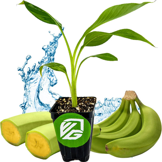 Dwarf Kokopo Banana Plant - Musa acuminata by Wellspring Gardens - Swift Fruiting, Exquisite Taste, Orange-Tinted Pulp, Container and Outdoor Growth, Vitamin A and Beta Carotene-Rich Banana