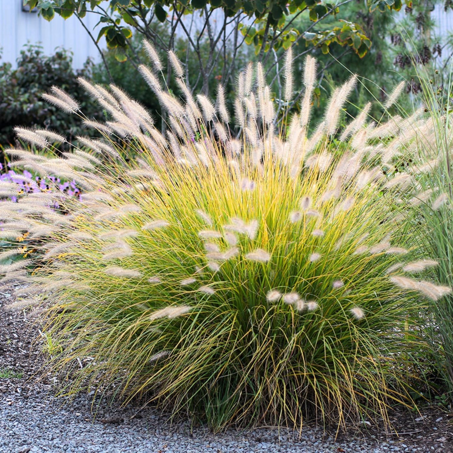 Pack 3 Fountain Grass Plants Live, 5-9 Inch Tall, Ornamental Grasses Live Plants Perennial, Well-Rooted Perennial Grass Clumps (White Fountain Grass)