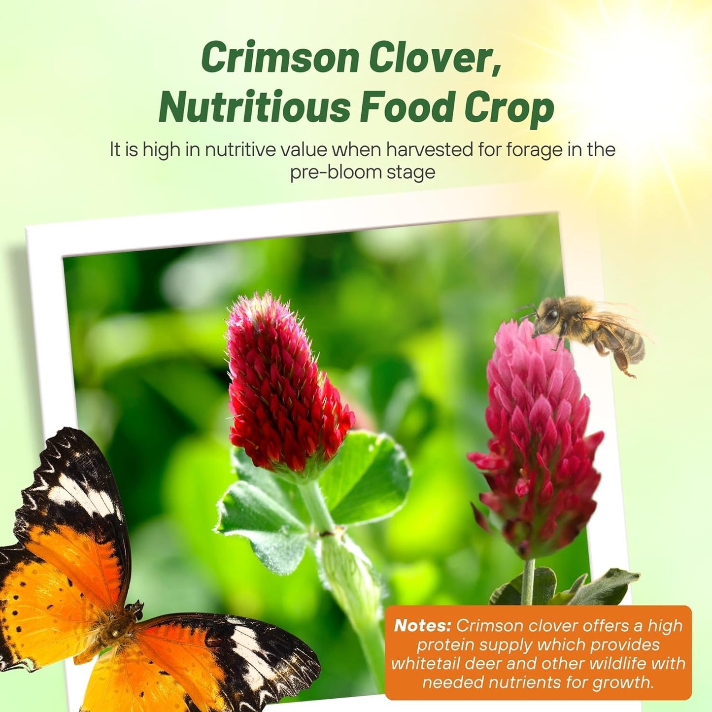 Outsidepride Crimson Clover Seeds - 1/4 lbs. Annual, Nitrocoated, & Inoculated Ground Cover Seeds, Ideal Clover Seed for Lawn, Cover Crop, Pasture, Hay, Green Manure & Wildlife Forage