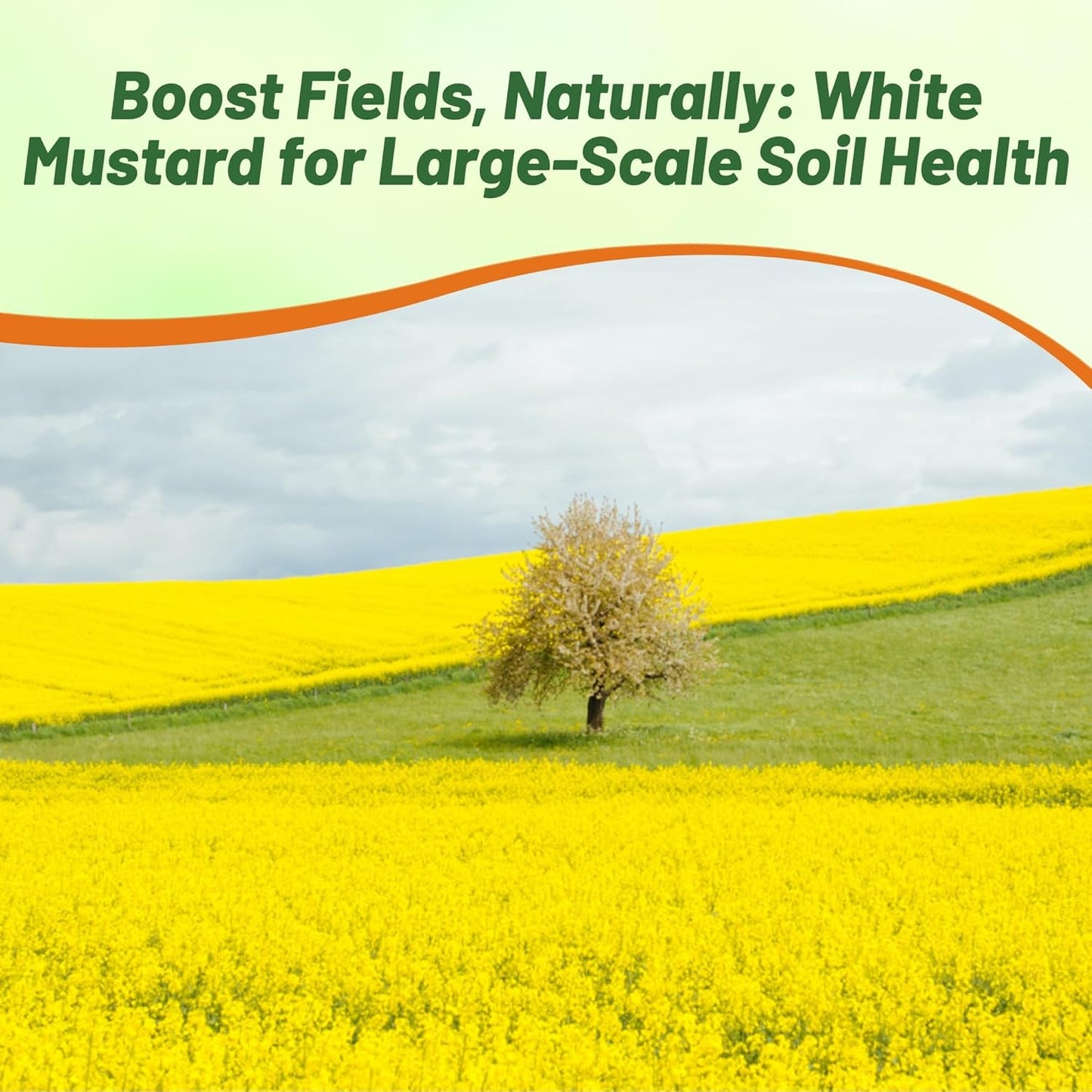 Outsidepride White Mustard Seeds for Planting - 10 lb Annual Cover Crop Seeds w/Deep Root System, High Protein Forage, Ideal for Soil Fertility, Crop Rotations, & Livestock Nutrition