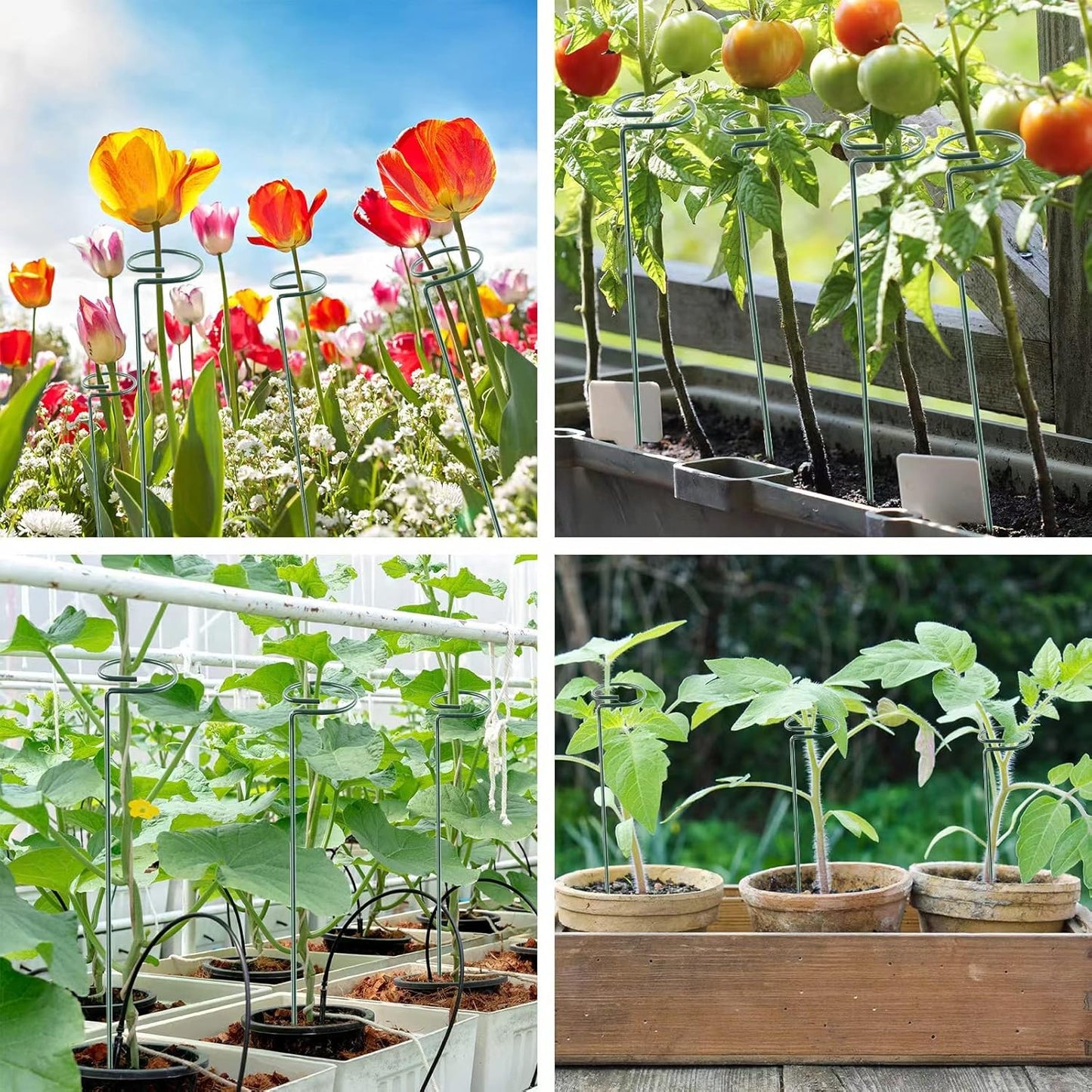 12 Pack 18 Inch Plant Support Stakes, Metal Single stemmed Flower Support Hoops，Garden Plant Stakes Plant Prop for Amaryllis Orchid Lily Rose Peony Tomatoes Gladiolus