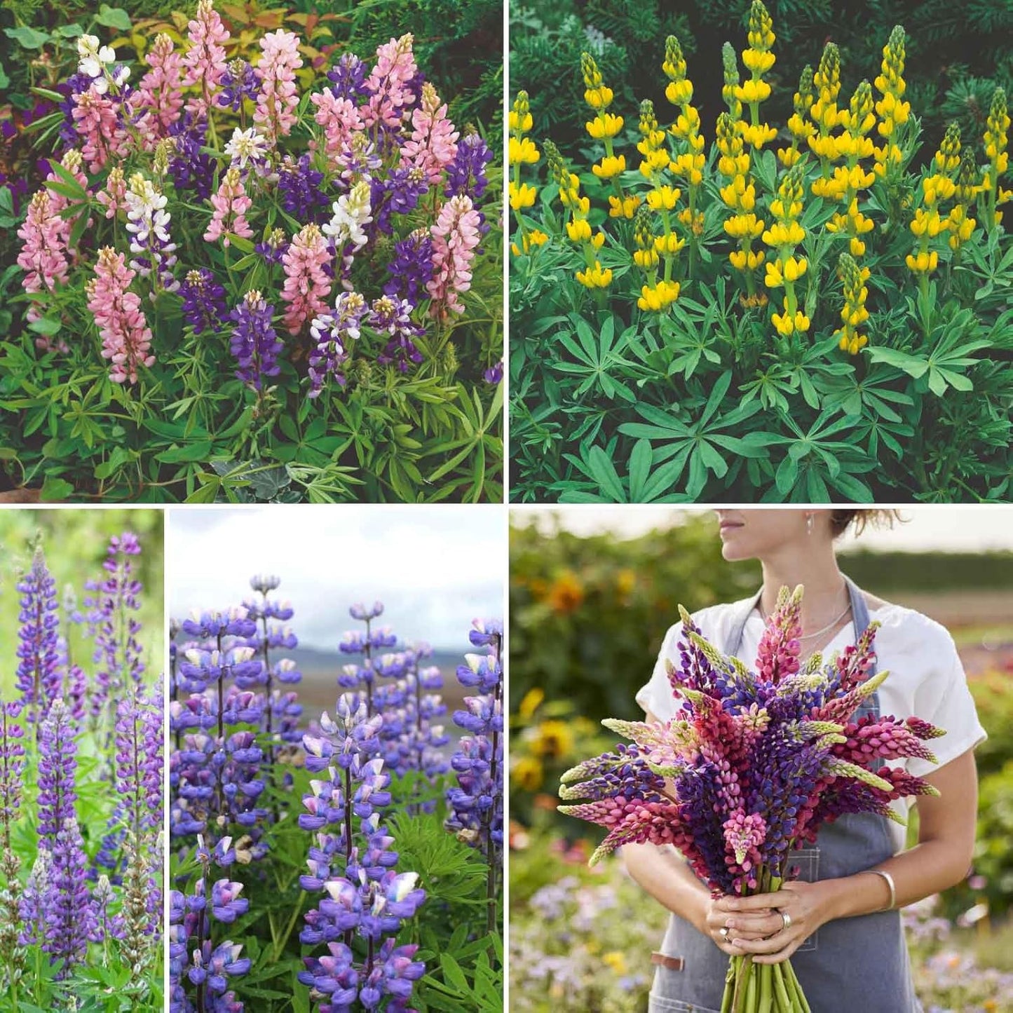Eden Brothers Lupine Flower Mixed Seeds for Planting, 1/4 lb, 120,000+ Seeds with Russell, Arroyo, Yellow, Sky Lupine | Attracts Pollinators, Plant in Spring or Fall, Zones 3, 4, 5, 6, 7, 8, 9, 10