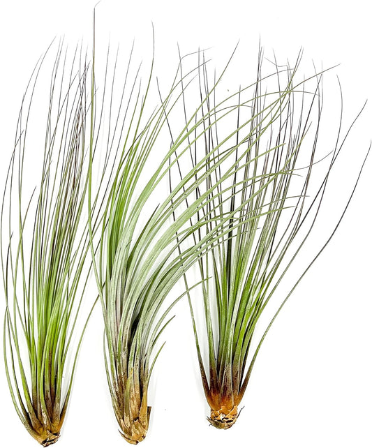 Air Plants - Tillandsia Juncea, Jumbo 8-12" - 3ct - Live Arrival Guaranteed - House Plants for Home Decor & Gift
