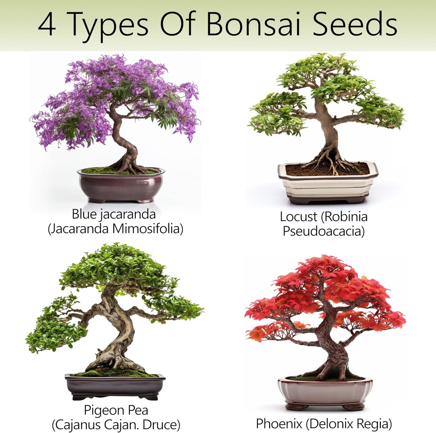 Bonsai Tree Kit – 4X Unique Japanese Bonzai Trees | Complete Indoor Starter Kit for Growing Bonsai Plants with Tools & Planters – Gardening Gifts for Women & Men